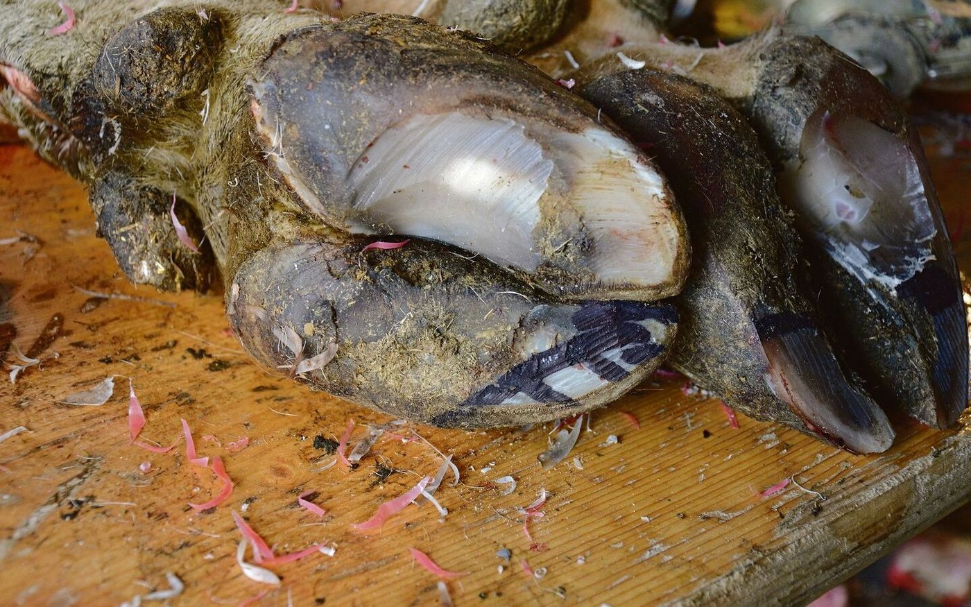 Totklauen nach einer korrekt ausgeführten funktionellen Pflege nach dem Prinzip von Karl Bürgi. Mit dem Winkelschleifer wird oftmals zu viel entfernt.         