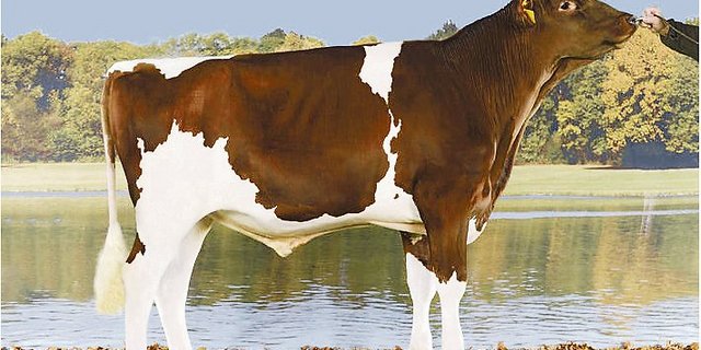 Beim Swiss Fleckvieh kehrt Hardy P an die Spitze zurück. (Bild KeLeKi)