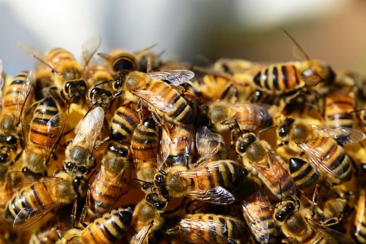 Die Feuerwehr vermutet, dass die Bienen durch das Wetter und die Honigernte des Imkers aufgeschreckt worden sind. (Bild Pixabay)