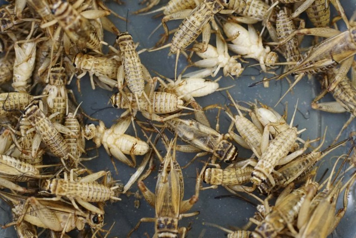 Einige Insekten, darunter Heimchen und Mehlwürmer, sollen bald als Lebensmittel erlaubt sein. Doch an Nutztiere verfüttern darf man sie nicht. (Bild zVg)