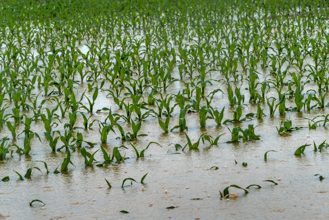 Durch die starken Niederschläge kam es zu lokalen Überschwemmungen. (Symbolbild ©Gina Sanders - stock.adobe.com)