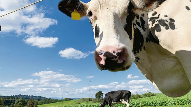 Auf Raufutterbasis gefütterte Kühe stehen weniger in der Kritik, Klimakillerinnen zu sein.