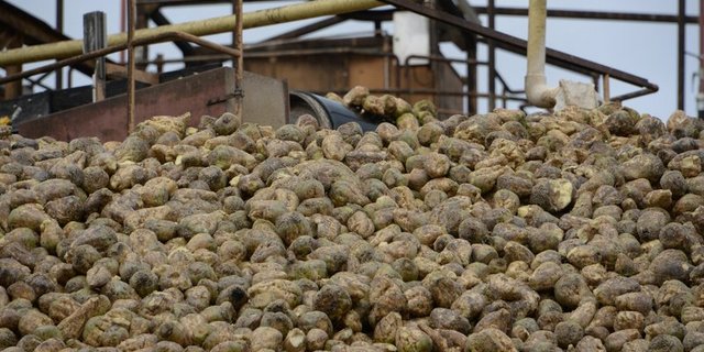 Die Schweizer Zucker AG betont, nur eine Zuckerfabrik zu betreiben, wäre weder wirtschaftlich noch ökologisch sinnvoll. (Bild BauZ)