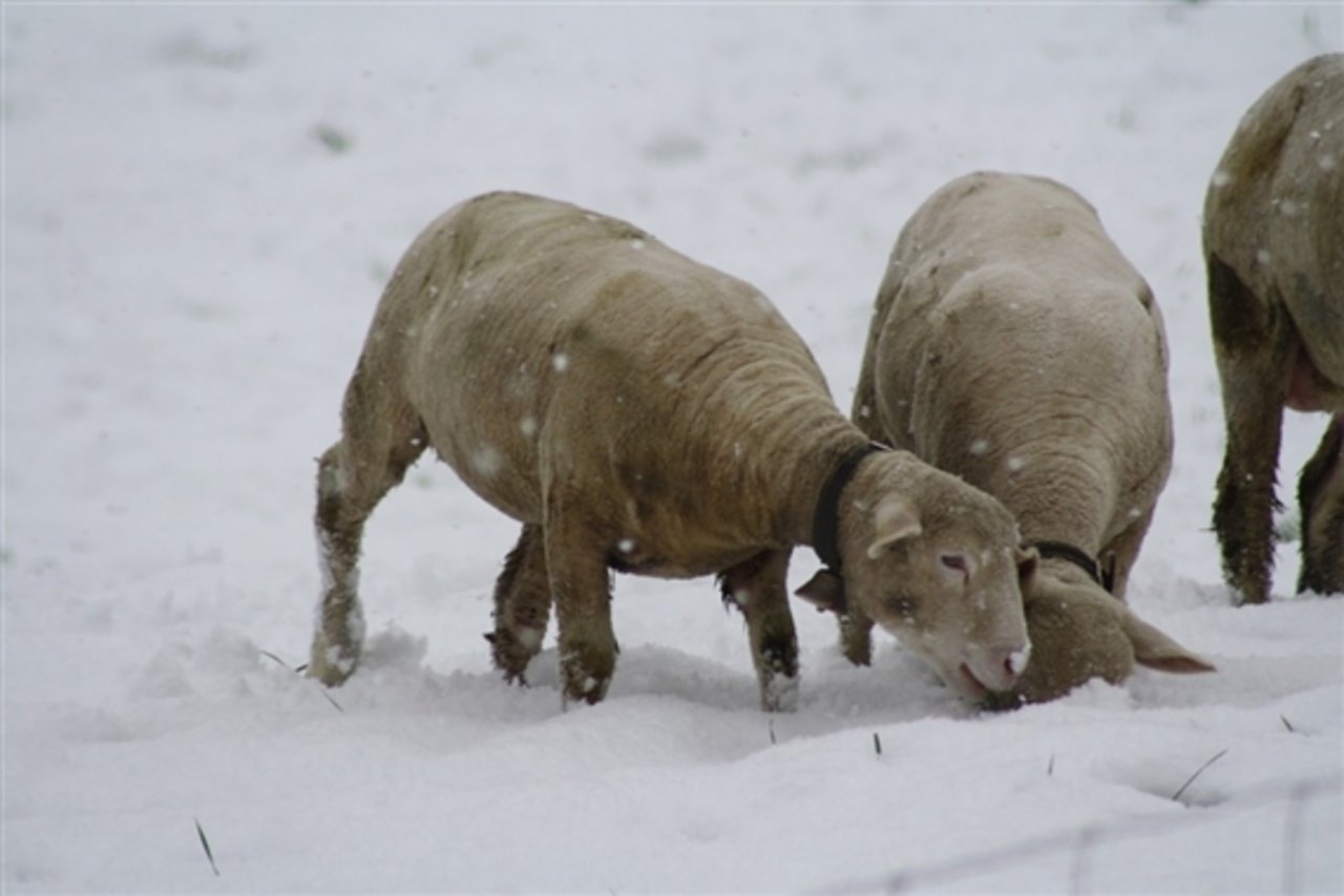 Der gleiche Schafbesitzer wurde schon früher wegen des gleichen Vergehens gebüsst. (Symbolbild Pixabay)
