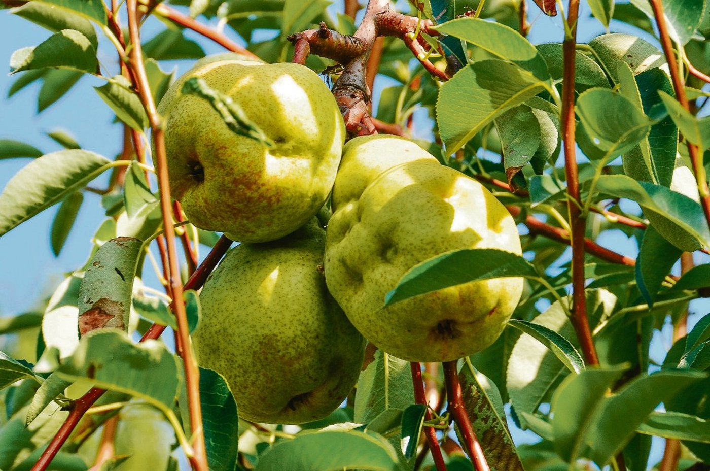 Im Kanton Thurgau gingen 2019 wegen der Marmorierten Baumwanze Schätzungen zufolge etwa 25 Prozent der Birnen verloren, was einem Schaden von etwa drei Millionen Franken entspricht. (Bild Tim Haye, Cabi)
