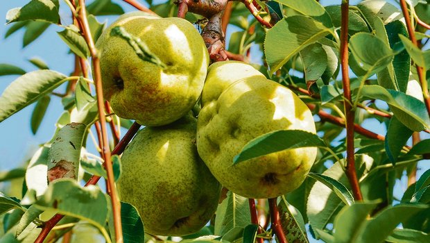 Im Kanton Thurgau gingen 2019 wegen der Marmorierten Baumwanze Schätzungen zufolge etwa 25 Prozent der Birnen verloren, was einem Schaden von etwa drei Millionen Franken entspricht. (Bild Tim Haye, Cabi)