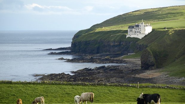 Kühe an der schottischen Küste. (Symbolbild Pixabay)