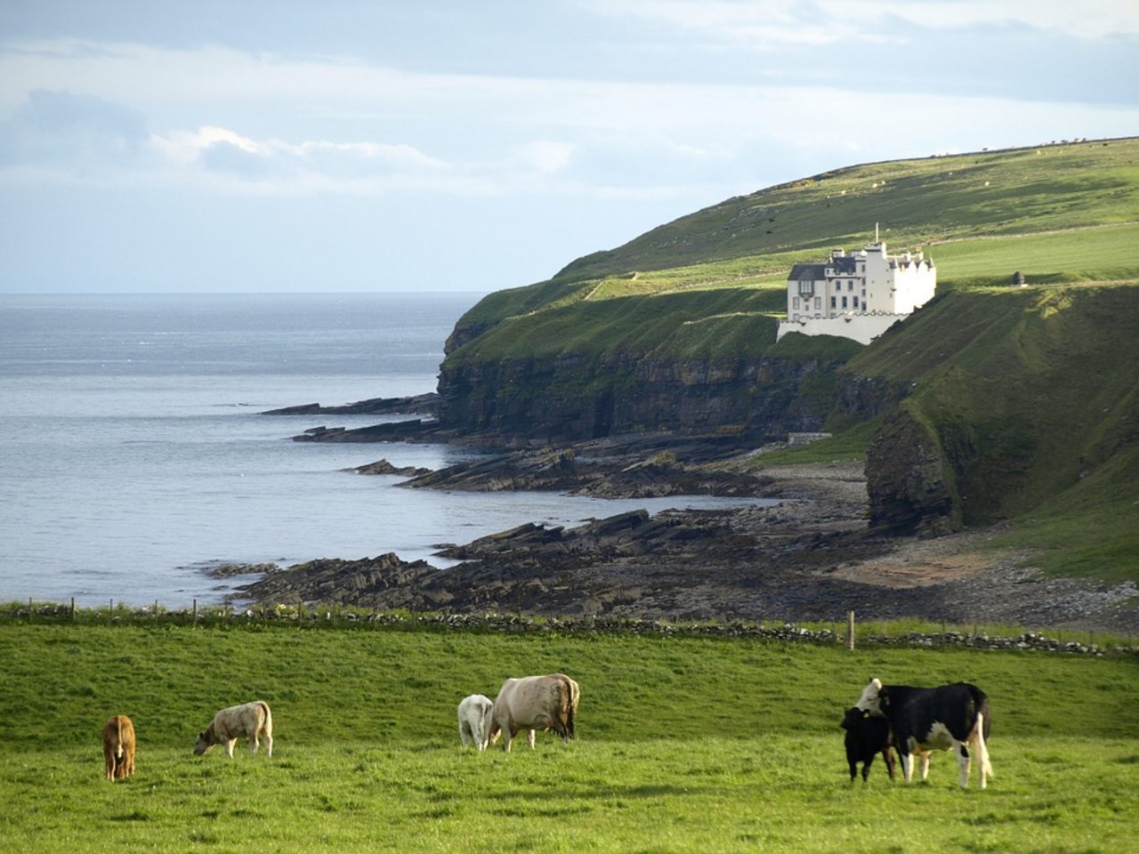 Kühe an der schottischen Küste. (Symbolbild Pixabay)