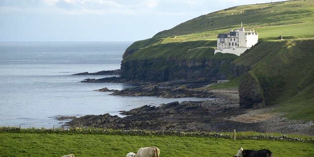 Kühe an der schottischen Küste. (Symbolbild Pixabay)