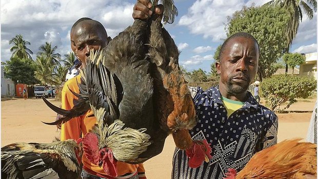 Auswandererin: Hühnerkauf via Autofenster in Afrika Boxenstopp am Strassenrand. Der Preis für die Hühner wird direkt auf der Ladefläche des Autos verhandelt. (Bild Sera Jane Hostettler)
