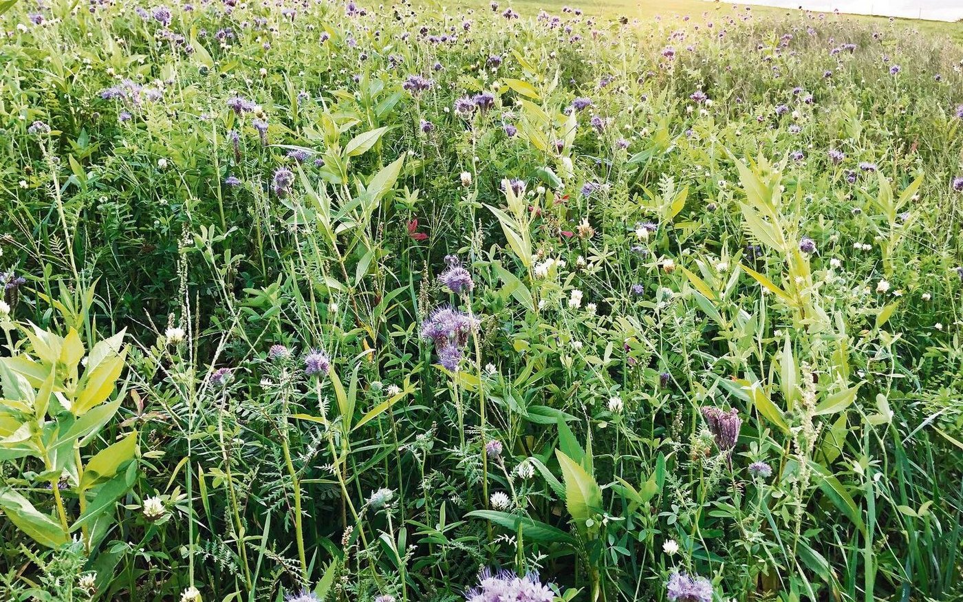 Gründüngungen müssen grundsätzlich nicht gemulcht werden. Das Abstoppen via Walzen bzw. Quetschen spart Diesel.