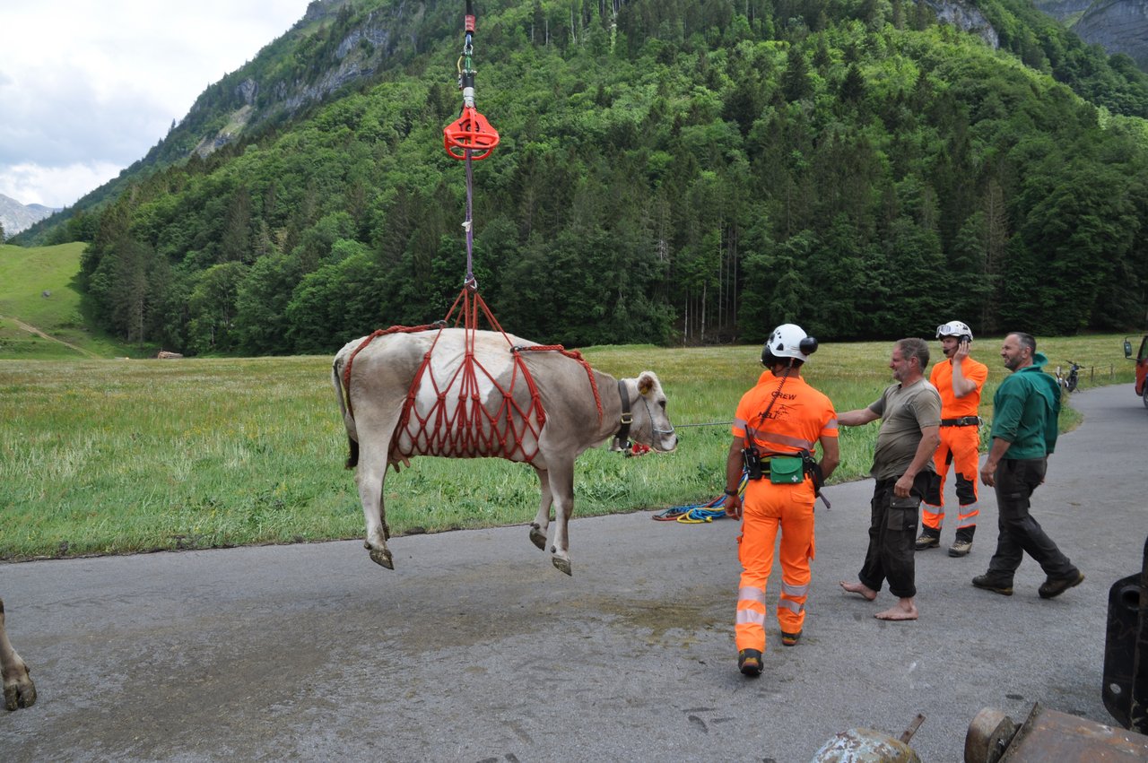 Bequem und völlig tierschutzkonform gesichert hebt dieses Tier Tier ab und wird vom Helikopter auf die Auernalp oberhalb von Glarus geflogen. (Bilder Barbara Bäuerle-Rhyner)