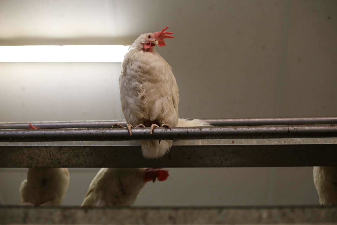Durch ihren natürlichen Klammerreflex bleiben Hühner auf der Sitzstange. 