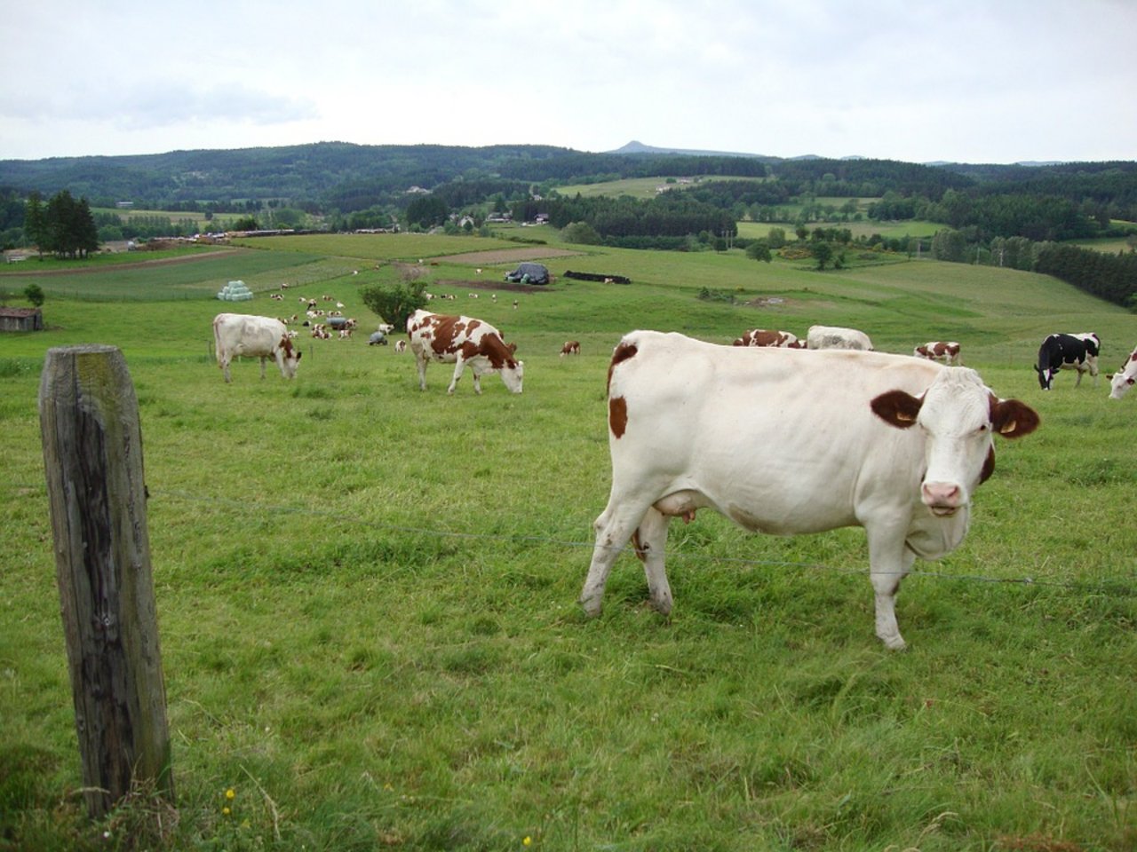 128'390 Biomilchkühe gibt es etwa in Frankreich. (Symbolbild Pixabay)