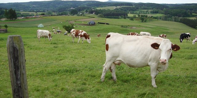 128'390 Biomilchkühe gibt es etwa in Frankreich. (Symbolbild Pixabay)