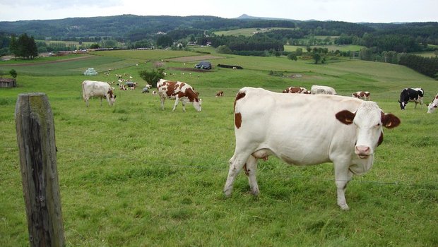128'390 Biomilchkühe gibt es etwa in Frankreich. (Symbolbild Pixabay)