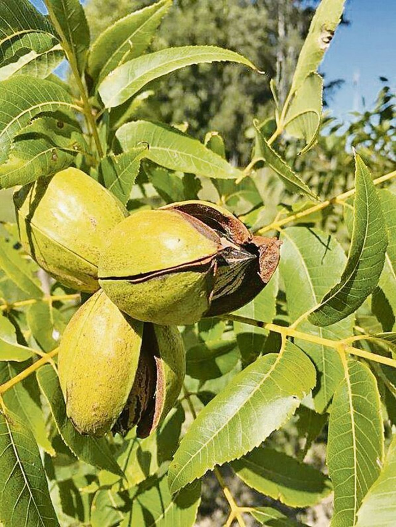 Bereit zur Ernte: reife Pekannüsse am Baum. Auf dem Gelände wurden bereits 300 Bäume gepflanzt. 