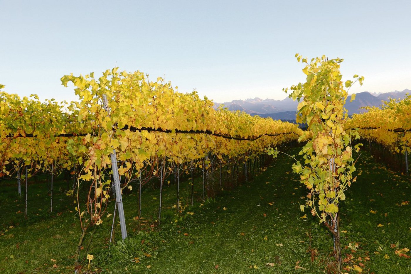 Herbst im Rebberg, der neue Jahrgang ist im Keller. Die Winzer sind nun gefordert, den Absatz zu sichern. (Bild BauZ)