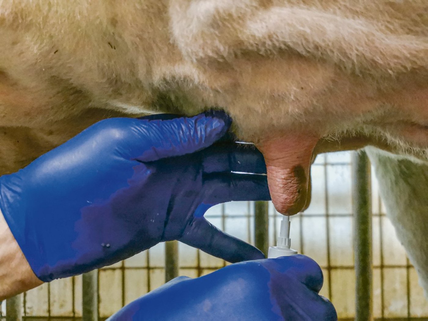 Wer illegal importierte oder verbotene Tierarzneimittel verabreicht, wird dies kaum im Behandlungsjournal vermerken. Das gefährde die Lebensmittelsicherheit, sagt Reto Wyss.(Bild sb)