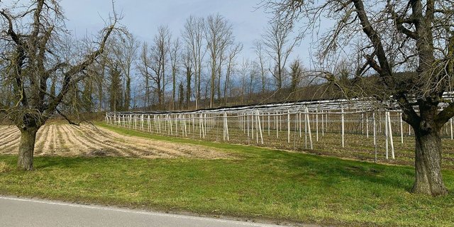 Freihaltezone für Wildtierkorridor in Altwis. Hindernisse wie geschützte Beerenkulturen und eingezäunte Obstanlagen seien darin unerwünscht.  