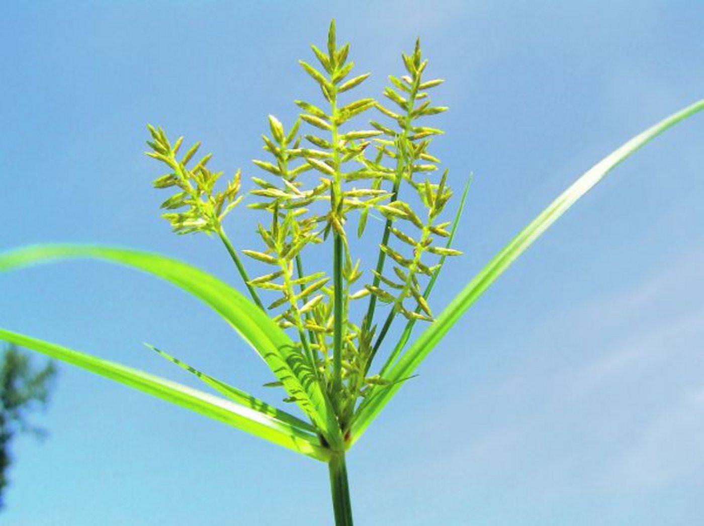 Kein schöner Anblick: Erdmandelgras in Blüte. (Bild zVg)