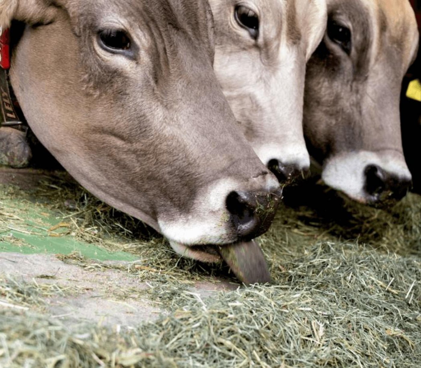 Wird das Futter knapp. (Bild BauZ)