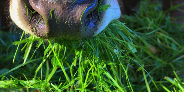 In der Milchhygieneverordnung wird die Fütterung milchgebender Nutztiere klar geregelt. Lauch- und Zwiebelgewächse sind in der Schweiz im Kuhfutter seit Jahrzehnten verboten. (Bild pixabay)