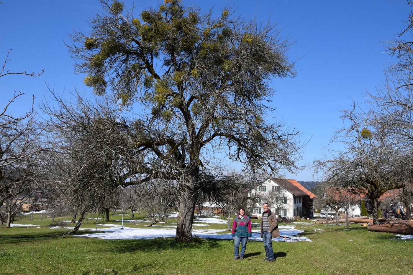 Im Obstgarten von Marianne Röthlisberger (l.)  breitet sich die Weissbeerige Mistel auf dem 130-jährigen Leuenapfel aus. Die Bäuerin bat Klaus Gersbach (r.)  von der Vereinigung Fructus um Hilfe. (Bilder ke)