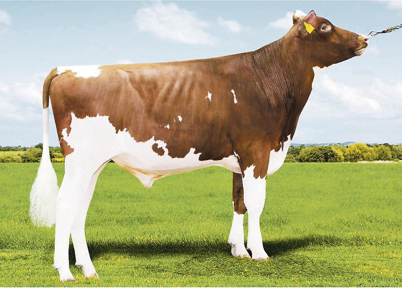 Neu geprüft und schon auf dem ersten Platz nach Gesamtzuchtwert: Caps Dg Olympian Apple Pie. (Bild js)