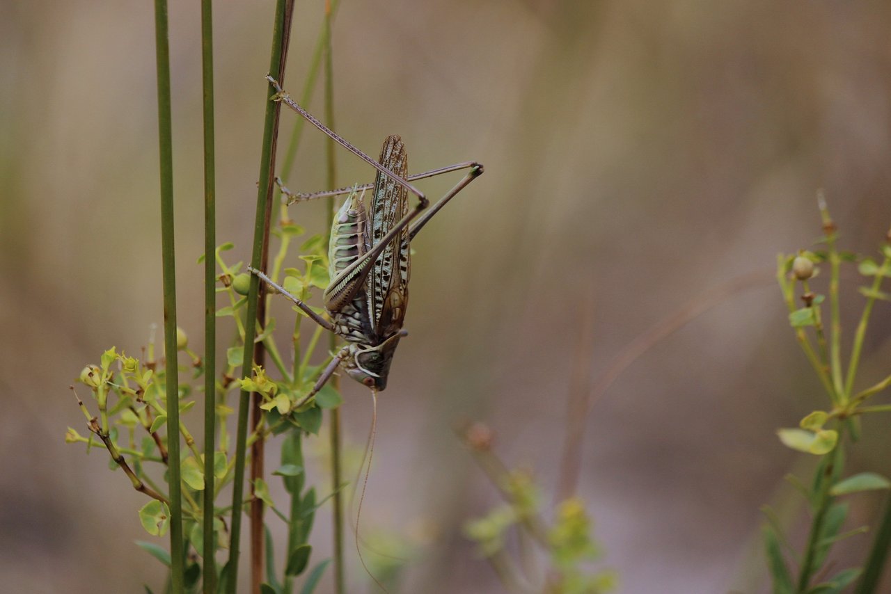 Kleine und grosse bedrohte Arten gibt es rund um den Globus leider zuhauf. Bei allen politischen Entscheidungen sollte auch an die Biodiversität gedacht werden, findet daher der Bundesrat. (Bild Pixabay) 