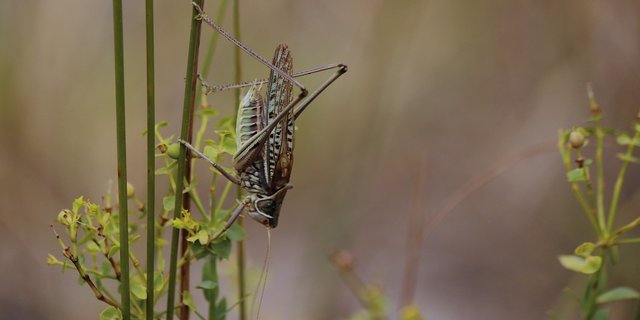 Kleine und grosse bedrohte Arten gibt es rund um den Globus leider zuhauf. Bei allen politischen Entscheidungen sollte auch an die Biodiversität gedacht werden, findet daher der Bundesrat. (Bild Pixabay) 