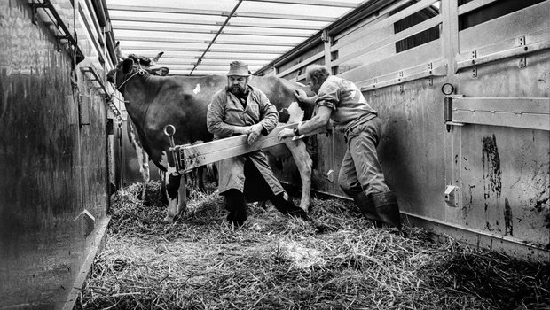 «Ein furchtbarer Tag»: Hans Wüthrich (rechts) hilft beim Verladen der Kühe. (Bild Tomas Wüthrich)