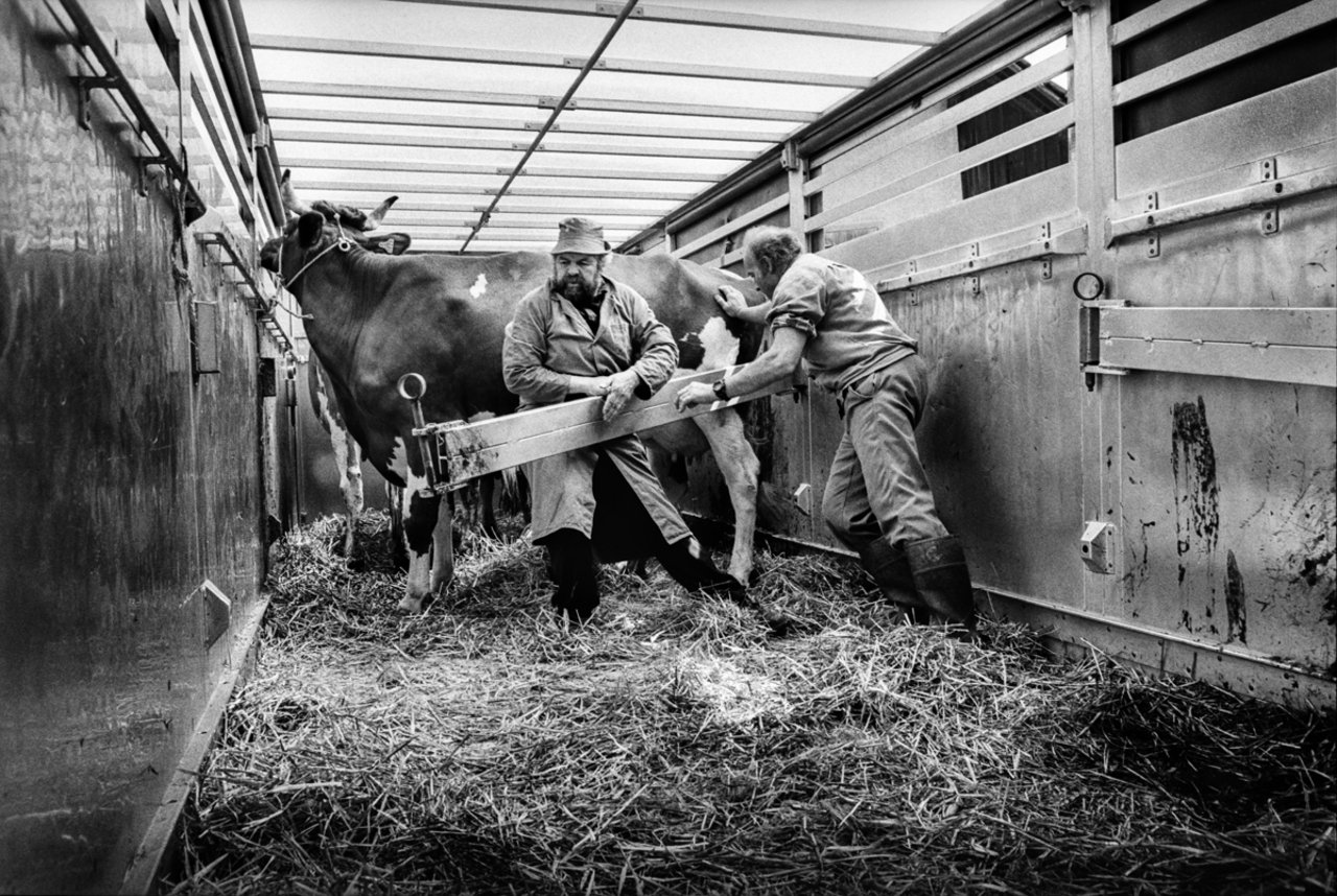 «Ein furchtbarer Tag»: Hans Wüthrich (rechts) hilft beim Verladen der Kühe. (Bild Tomas Wüthrich)