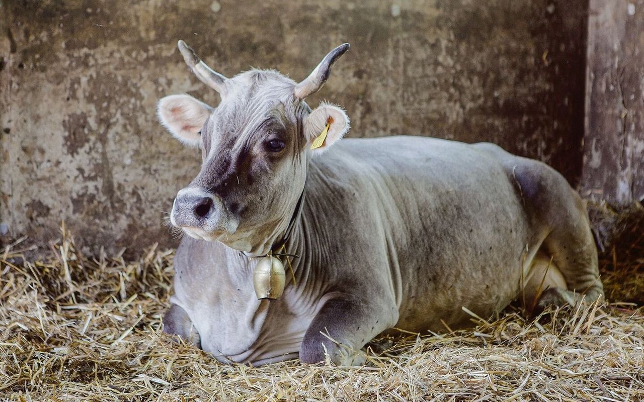 Rätisches Grauvieh gilt sowohl beim Bund als auch bei Pro Specie Rara als gefährdet. Die Stiftung hat die Rasse 1985 mit engagierten Züchtern hierzulande wieder angesiedelt. 