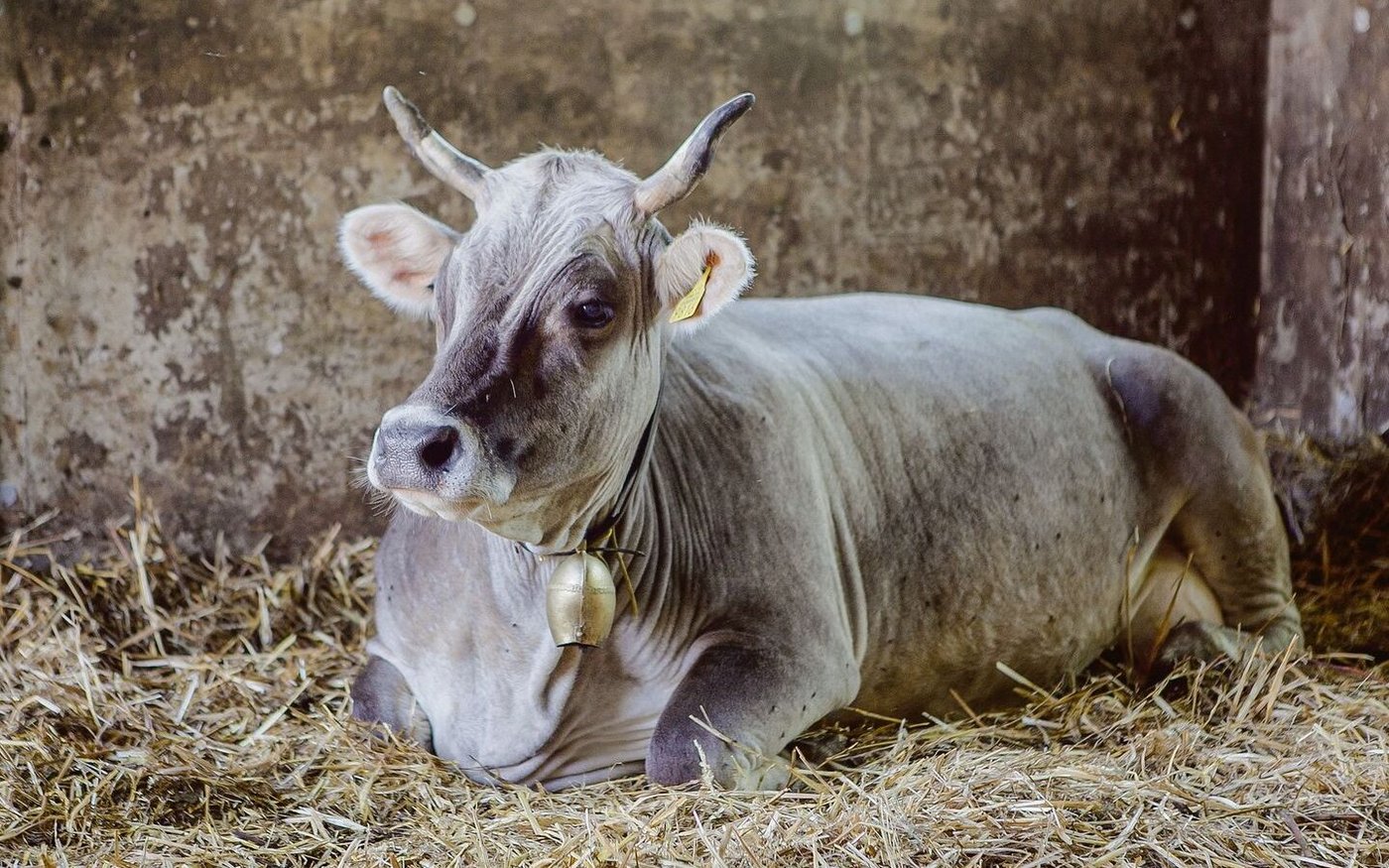 Rätisches Grauvieh gilt sowohl beim Bund als auch bei Pro Specie Rara als gefährdet. Die Stiftung hat die Rasse 1985 mit engagierten Züchtern hierzulande wieder angesiedelt. 