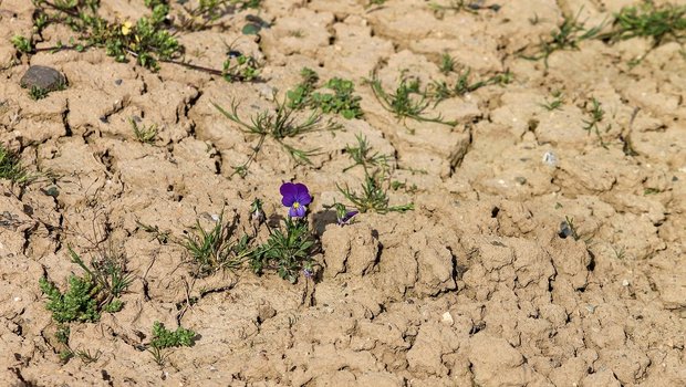 Auf trockenem Boden haben es Pflanzen schwer. Einige können aber besser mit Wassermangel umgehen als andere. (Bild manfredrichter/Pixabay)