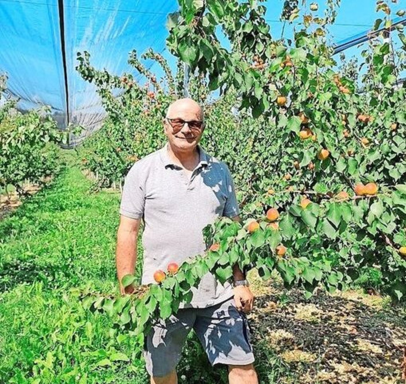 Andy Steinacher in seiner Obstanlage in Schupfart, wo es dieses Jahr eine reiche Aprikosenernte gibt. 