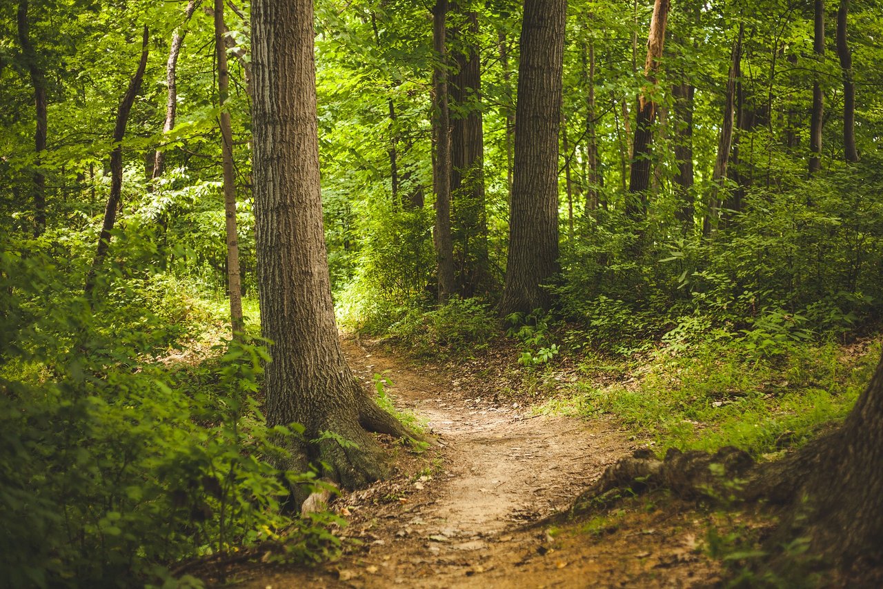 Für die Pflege des Waldes sollen zusätzliche Bundesmittel eingesetzt werden. (Bild Pexels/pixabay)