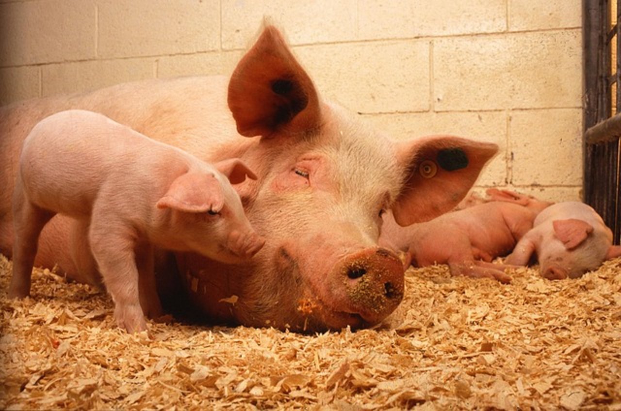 Im Jahr 2018 gab es bisher weniger Schweine. Der Bestand hat um 3.4 Prozent abgenommen. (Bild Pixabay)