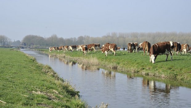 Kühe auf der Weide in Holland. (Bild lid)