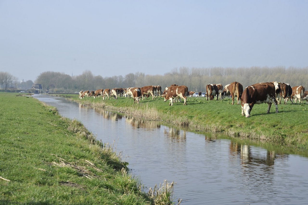 Kühe auf der Weide in Holland. (Bild lid)
