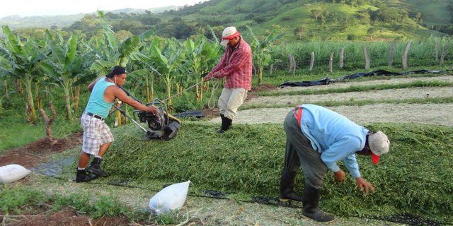 Mirka Lötschers Ehemann Jaime übernimmt mit zwei Arbeitern das Endverdichten des nicaraguanischen Flachsilos. (Bild: Mirka Lötscher)