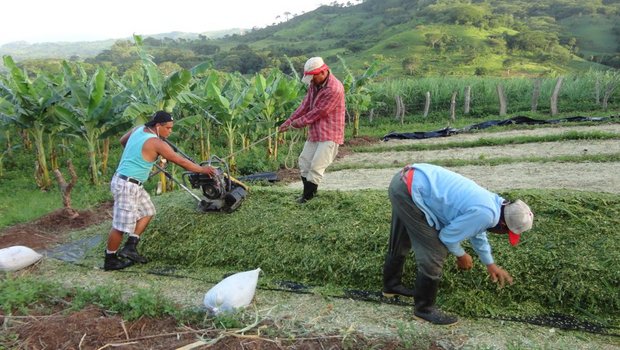 Mirka Lötschers Ehemann Jaime übernimmt mit zwei Arbeitern das Endverdichten des nicaraguanischen Flachsilos. (Bild: Mirka Lötscher)