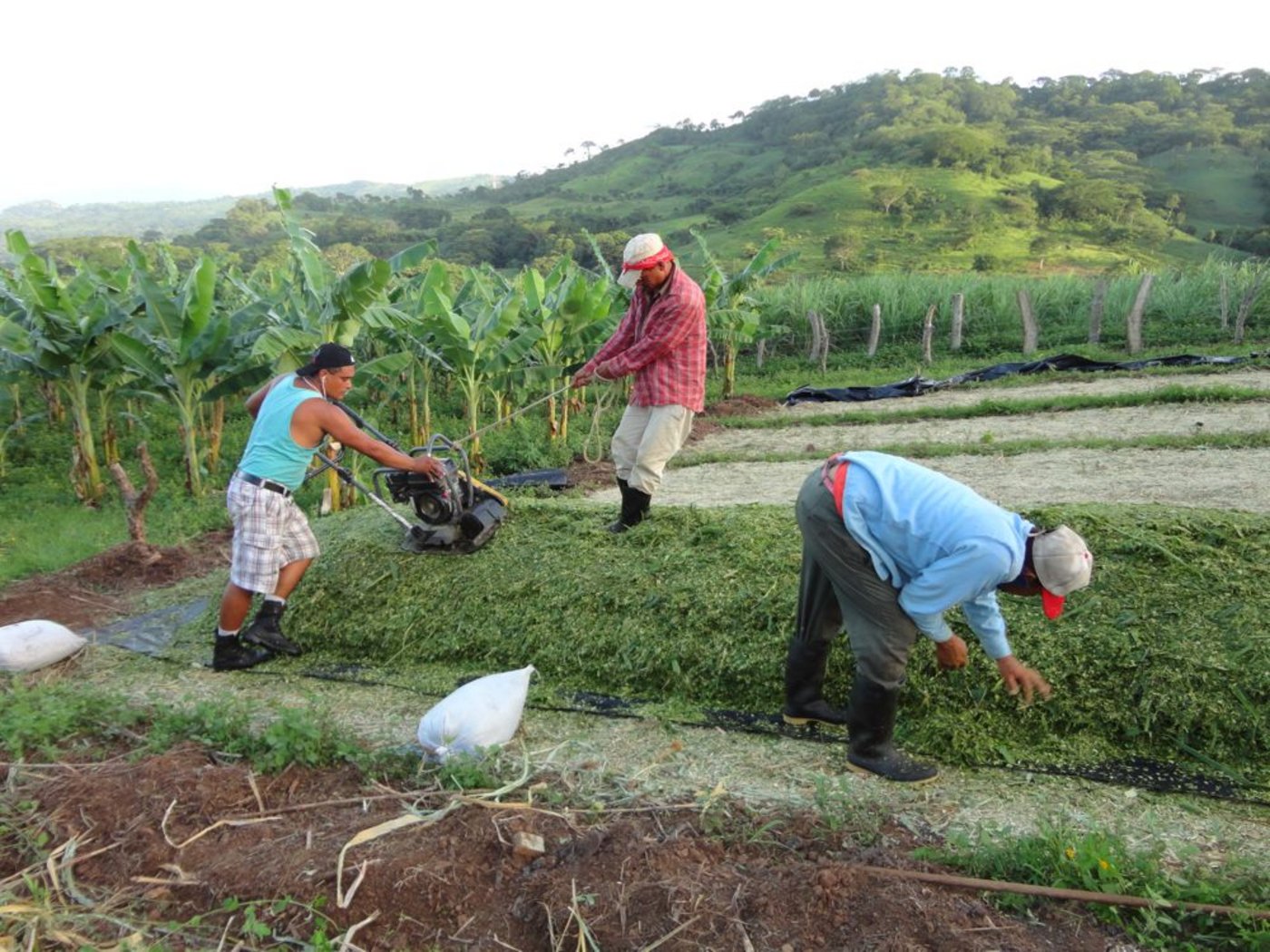 Mirka Lötschers Ehemann Jaime übernimmt mit zwei Arbeitern das Endverdichten des nicaraguanischen Flachsilos. (Bild: Mirka Lötscher)
