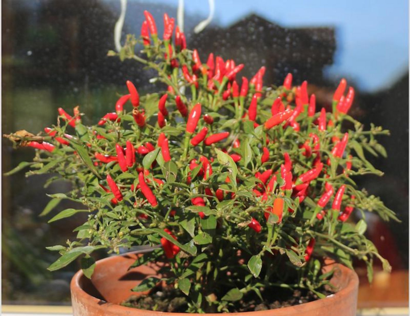 Peperoncini werden umso schärfer, je heller und heisser es ist. (Bilder Eveline Dudda)