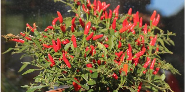 Peperoncini werden umso schärfer, je heller und heisser es ist. (Bilder Eveline Dudda)