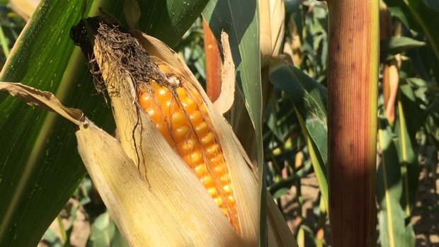 Agroscope hat die Liste der empfohlenen Maissorten für die Ernte 2018 veröffentlicht. (Bild Agroscope)
