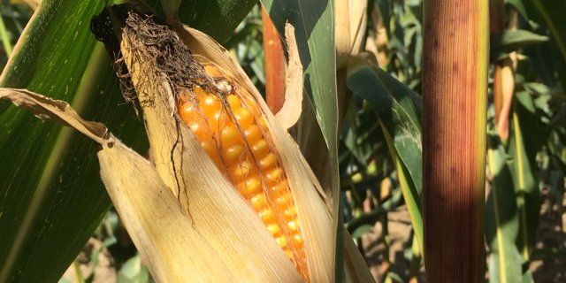 Agroscope hat die Liste der empfohlenen Maissorten für die Ernte 2018 veröffentlicht. (Bild Agroscope)