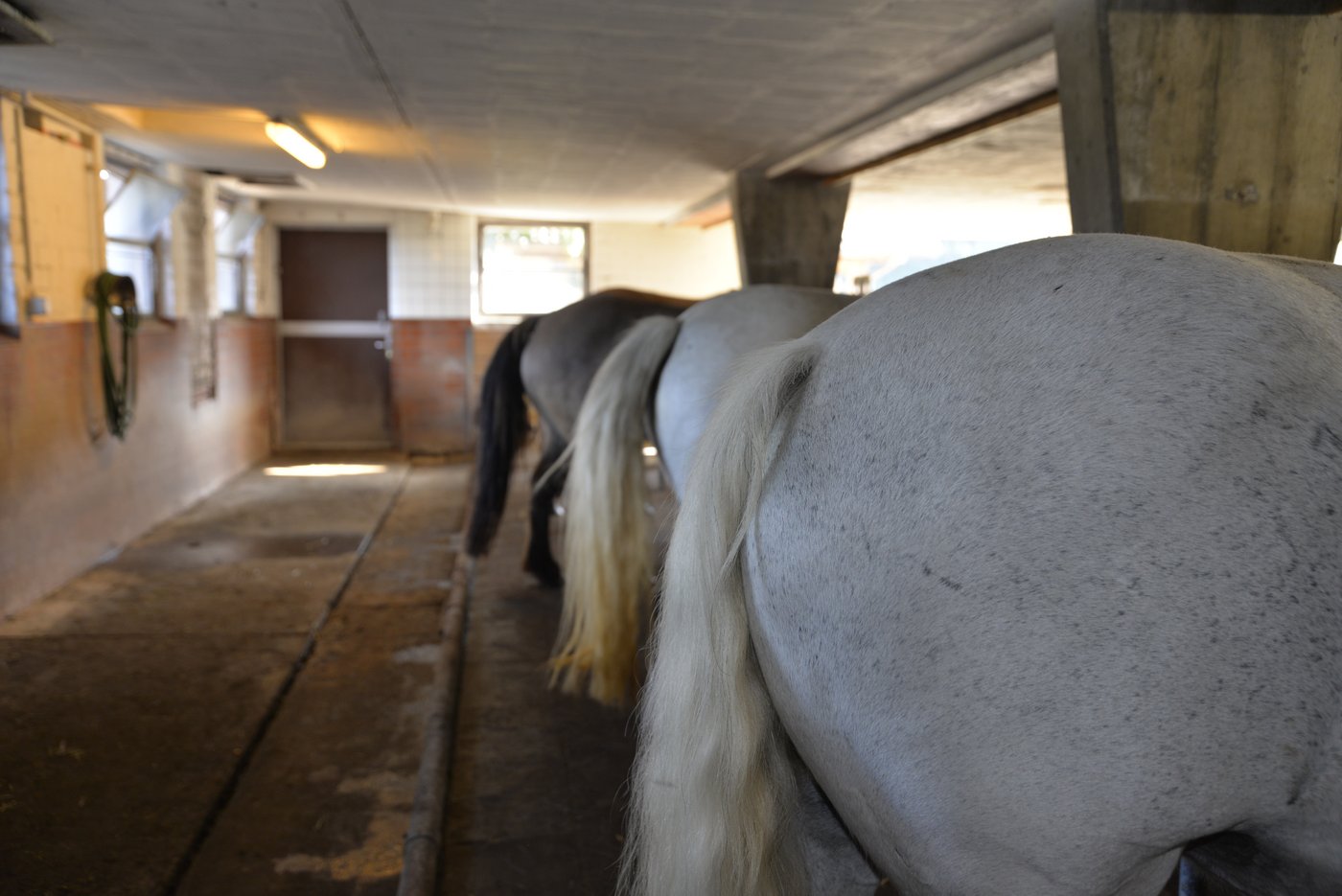 Die fünf Stuten werden vor dem Melken drei Stunden von den Fohlen getrennt damit sich das Euter füllen kann.