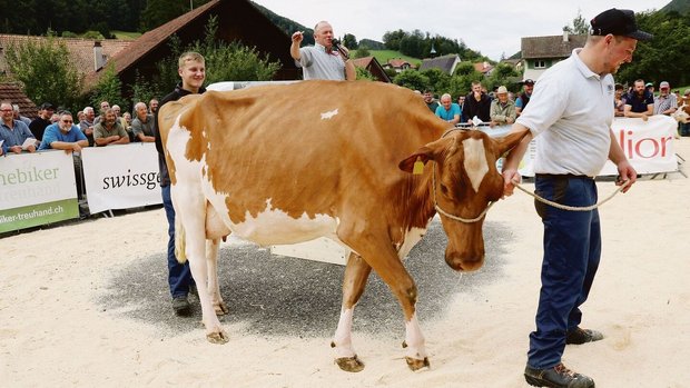 Die teuerste Kuh des Tages (4650 Franken): Dice Pennsylvania von Markus Schläfli-Marti aus Horriwil.